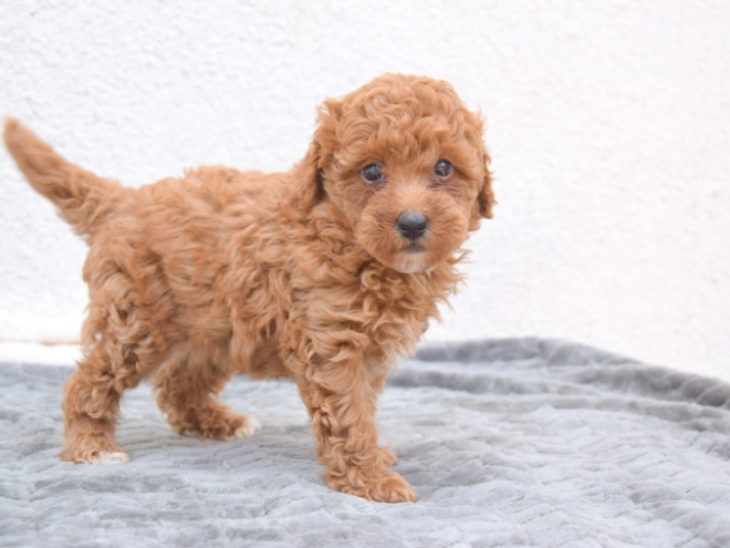 Miniature Poodle puppy for sale