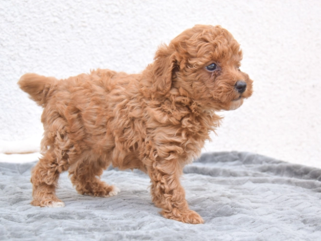 Miniature Poodle puppy for sale