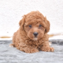 Rosie, red Miniature Poodle for sale