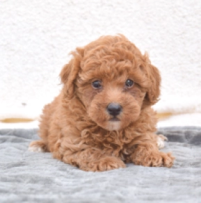 Miniature Poodle puppy for sale