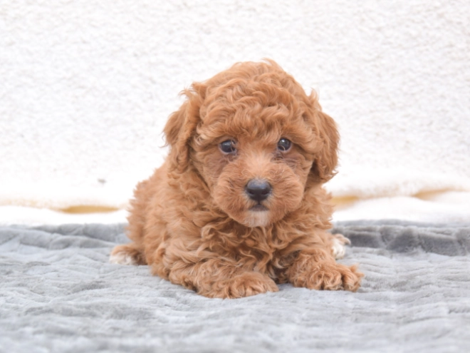 Miniature Poodle puppy for sale