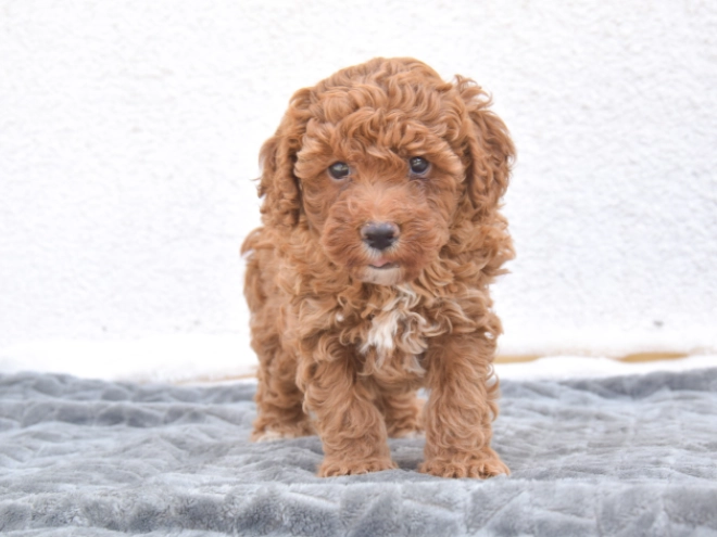 Miniature Poodle puppy for sale