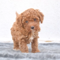 Willow, red Miniature Poodle for sale