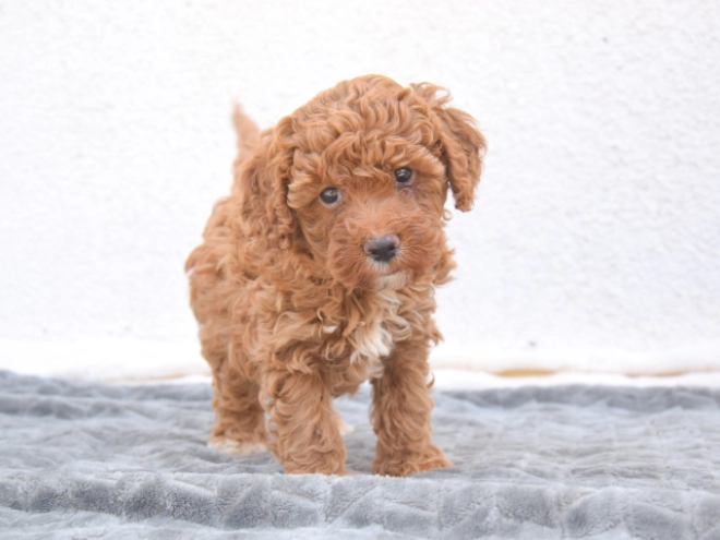 Miniature Poodle puppy for sale