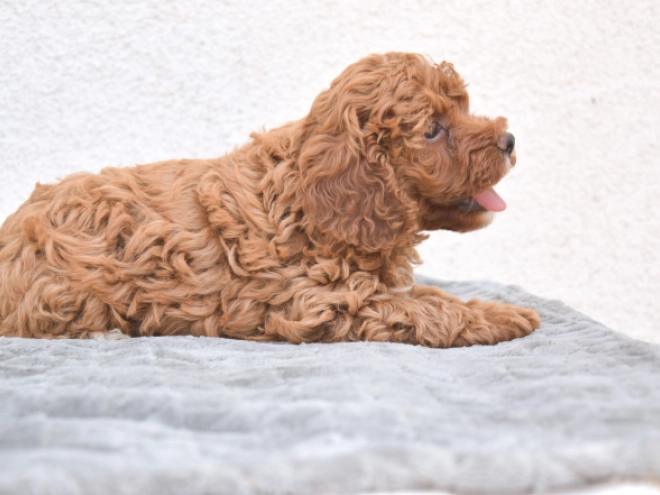 Miniature Poodle puppy for sale