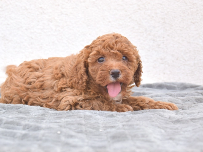 Miniature Poodle puppy for sale