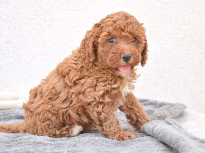 Miniature Poodle puppy for sale