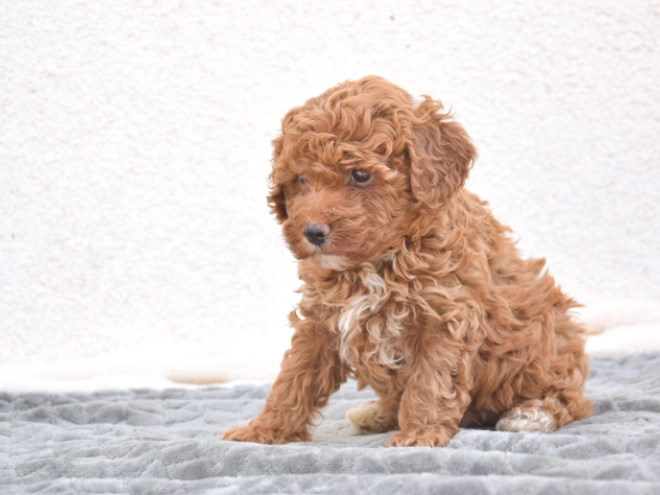 Miniature Poodle puppy for sale