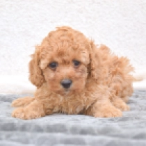 Bonnie, apricot Miniature Poodle for sale