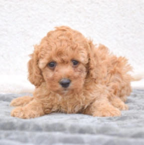 Miniature Poodle puppy for sale