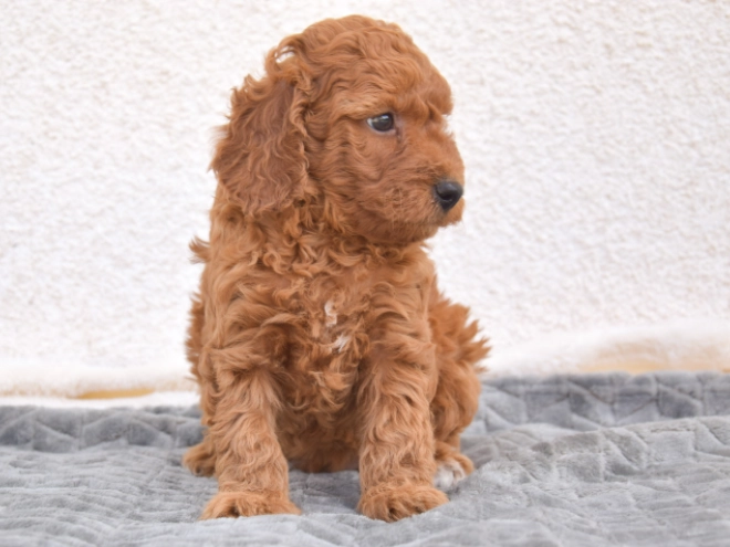 Miniature Poodle puppy for sale