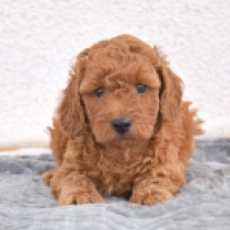 Cooper, red Miniature Poodle for sale