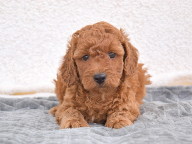 Miniature Poodle puppy for sale