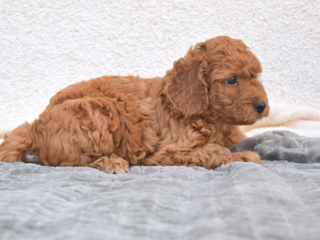 Miniature Poodle puppy for sale