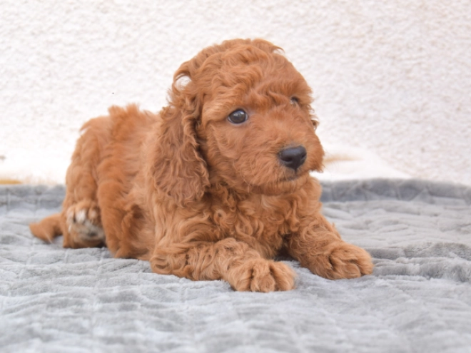 Miniature Poodle puppy for sale