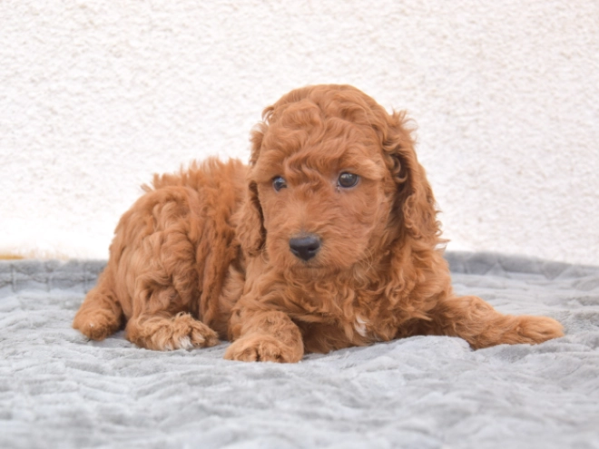 Miniature Poodle puppy for sale