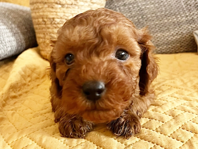 Miniature Poodle puppy for sale