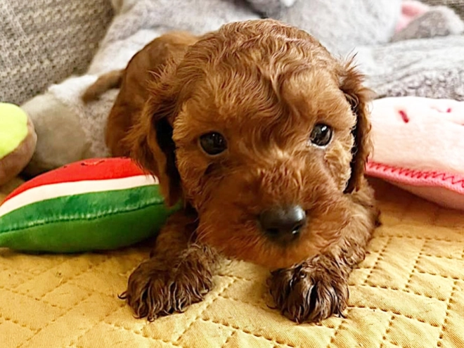 Miniature Poodle puppy for sale