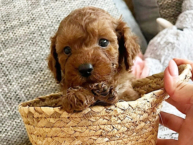 Miniature Poodle puppy for sale