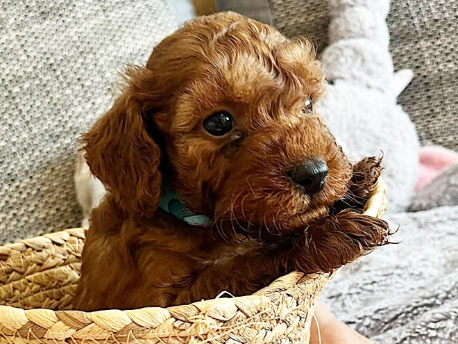 Miniature Poodle puppy for sale