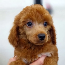 Mini me, red Caniche Miniatura en venta