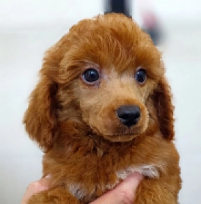 Miniature Poodle puppy for sale