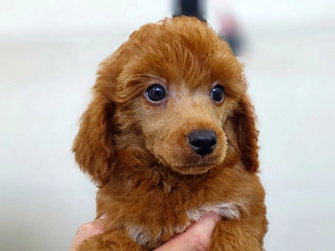 Miniature Poodle puppy for sale