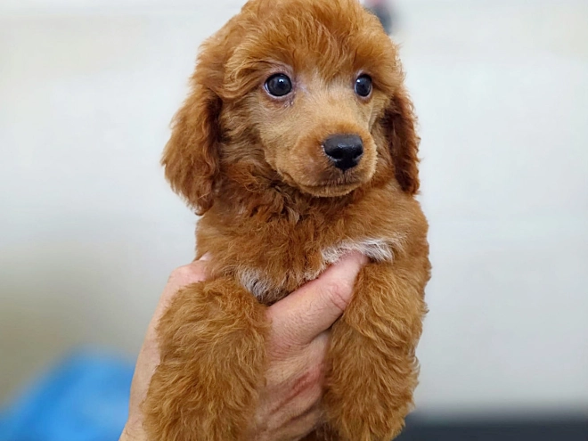 Miniature Poodle puppy for sale