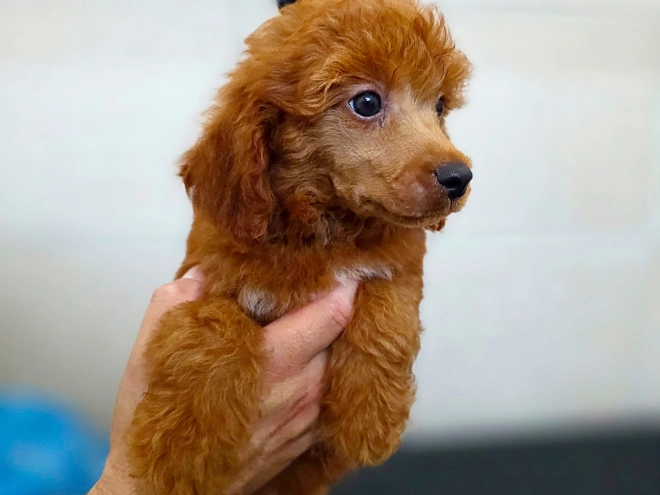 Miniature Poodle puppy for sale