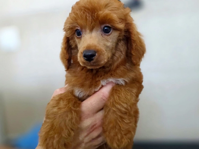 Miniature Poodle puppy for sale