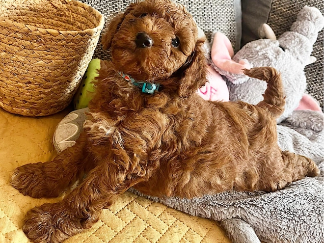 Miniature Poodle puppy for sale