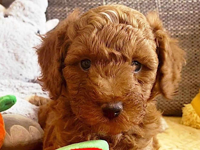 Miniature Poodle puppy for sale