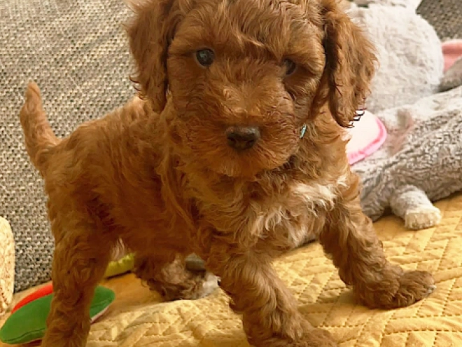 Miniature Poodle puppy for sale