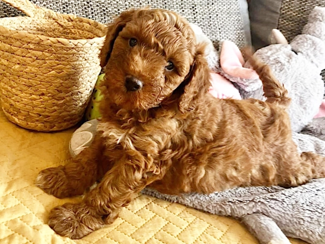 Miniature Poodle puppy for sale