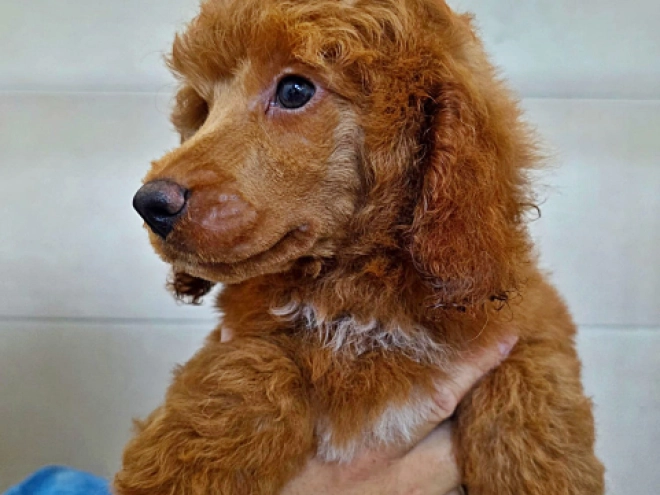 Miniature Poodle puppy for sale