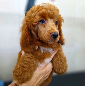 Miniature Poodle puppy for sale