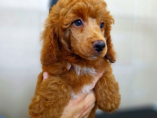 Miniature Poodle puppy for sale