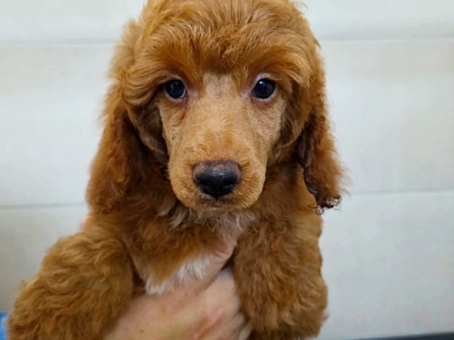 Miniature Poodle puppy for sale