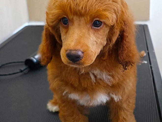 Miniature Poodle puppy for sale