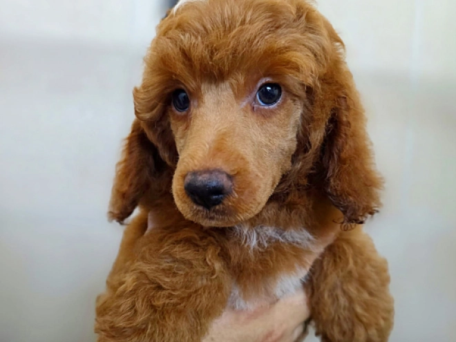 Miniature Poodle puppy for sale