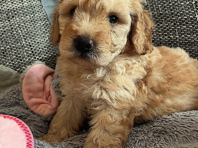 Miniature Poodle puppy for sale