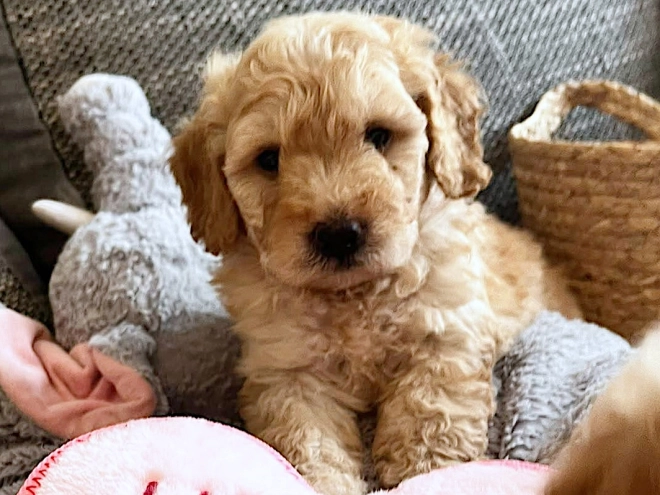 Miniature Poodle puppy for sale