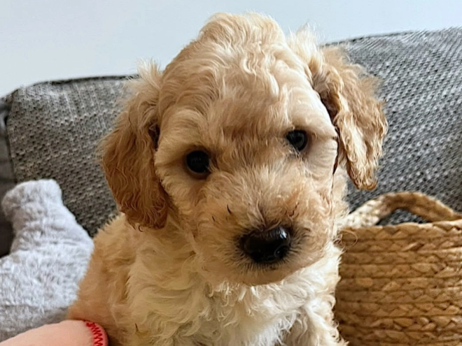 Miniature Poodle puppy for sale