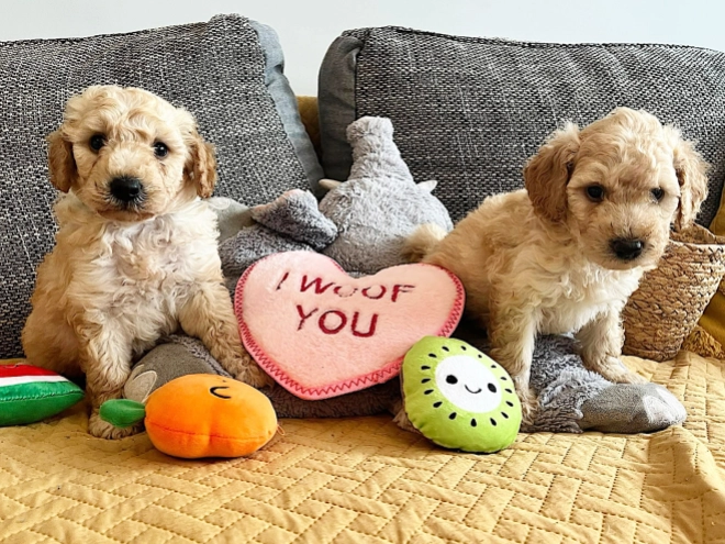 Miniature Poodle puppy for sale