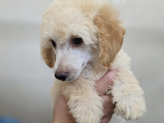 Miniature Poodle puppy for sale