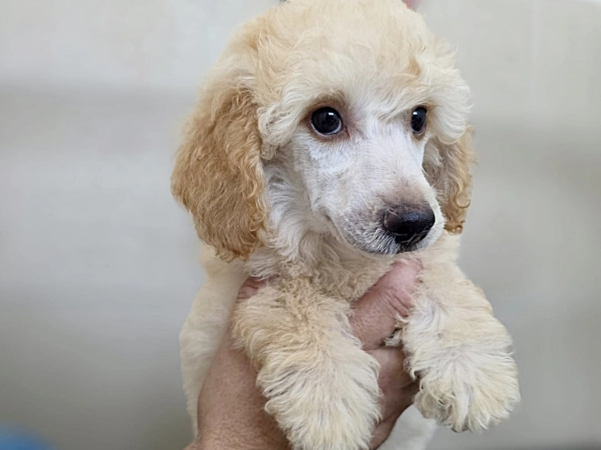 Miniature Poodle puppy for sale