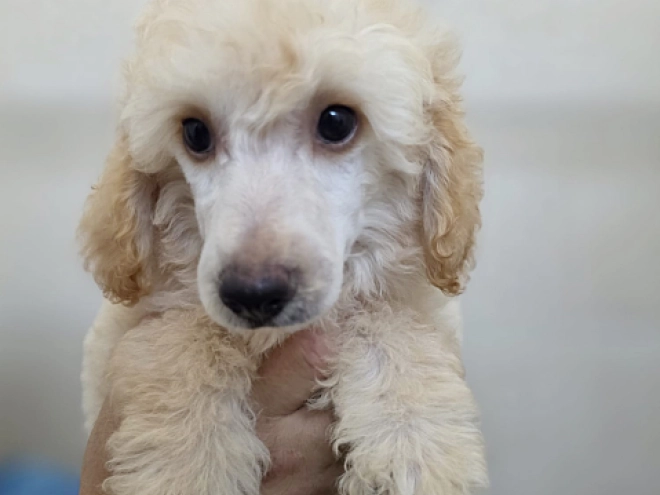 Miniature Poodle puppy for sale