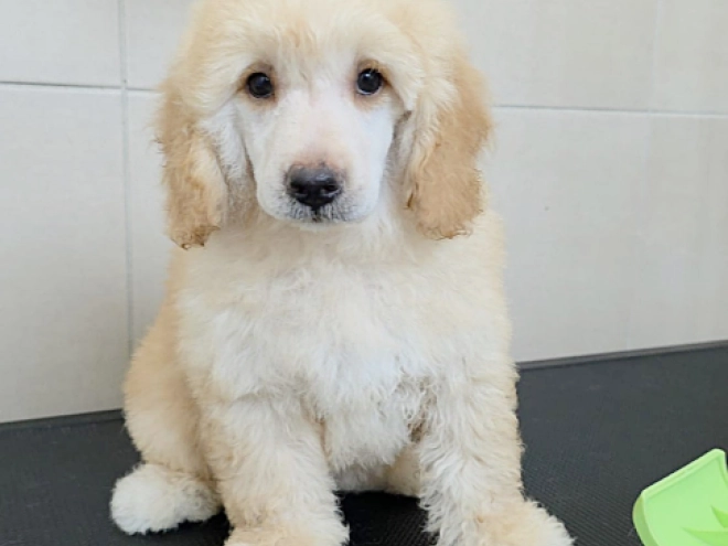 Miniature Poodle puppy for sale