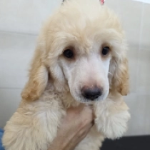 Jerry, apricot Caniche Miniatura en venta