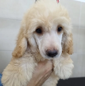 Miniature Poodle puppy for sale